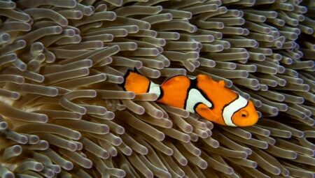 “Sağlıklı Yaşam İçin Hangi Vitaminler Gereklidir?”