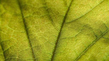 Sosyal Medya ve Modern Yaşam: Dengeli Kullanım